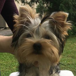 Emmy - Yorkshire Terrier