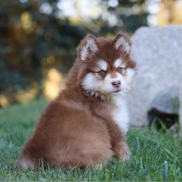 Sunny - Red and white female Alaskan Malamute puppy in Spokane, Washington from Asgard Wooly Malamutes