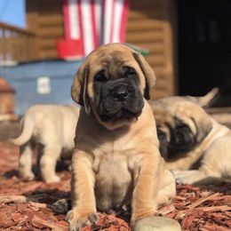 Mastiff Puppies from Majestic Mastiffs of Florida