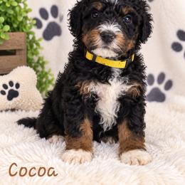 Cocoa - Tri-color male Bernedoodle puppy in Lakeside, California from True Joy Bernedoodles and French bulldogs