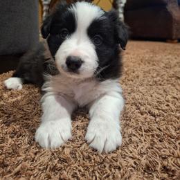 Willow - Black and white female Border Collie puppy in Ripley, Oklahoma from Adventure5 Border Collies