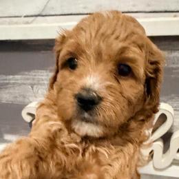 Sneezy - Red  female Goldendoodle puppy in Bradenton, Florida from Christianna’s Mini Goldendoodles