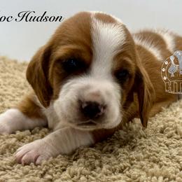 Doc Hudson - Mahogany and white male Basset Hound puppy in Dingess, West Virginia from Tuckers' Howling Hounds