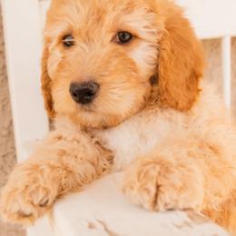 Aussiedoodle and Goldendoodle Puppies from Ever After Doodles Arizona