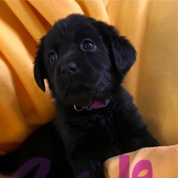 Purple hirl - Black female Labrador Retriever puppy in New Hampshire from Burt Hill labs
