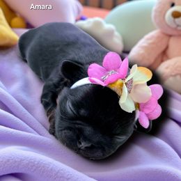 Amarillo Amara purple - Black female Shih Tzu puppy in Richmond, Texas from Aleka Shih Tzu