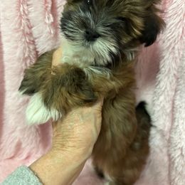 Ruby (Beseme's That Christmas Morning Feelin') - Red brindle Havanese puppy in Salt Lake City, Utah from Beseme Havanese
