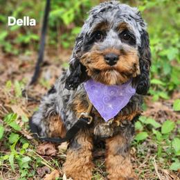 Della - Cockapoo