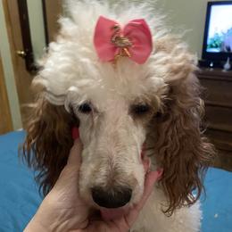 Jewels - Poodle