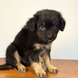 Harlow - Black tri male Miniature American Shepherd puppy in Eugene, Oregon from AKC Emerald Valley Minis