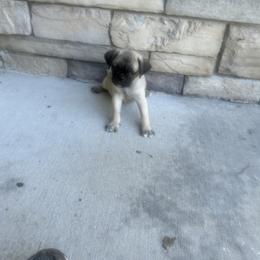 Boy 1 - Fawn male Pug puppy in Brooksville, Florida from Windsorsprings