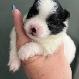 Luke - Black parti male Pomeranian puppy in Arizona from Ma Petite Amore Pomeranians