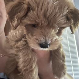 Archie - Brown male Maltipoo puppy in Harmony, North Carolina from Christy's Maltipoos