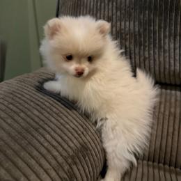 Lyndy - Cream parti female Pomeranian puppy in Minooka, Illinois from Sheree’s Pomeranians