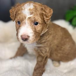 Mr. Black - Apricot male Aussiedoodle puppy in San Antonio, Texas from Lovable Doodles SA