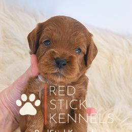Cavapoos, Cockapoos, Cocker Spaniels, and Goldendoodles from Red Stick Kennels, LLC