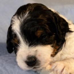 Patch - Tri-color male Bernedoodle puppy in Mint Hill, North Carolina from Ball-Y-Hoo Bernedoodles