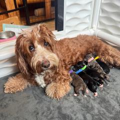 Bernedoodle puppies from Walnut Tree Bernedoodles