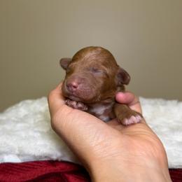 Scarlet - Red  female Goldendoodle puppy in Woodburn, Indiana from Lengachers Cuddly Doods