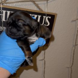 Eleven - Gold and white female Shih Tzu puppy in Madera Acres, California from California Shih Tzu’s