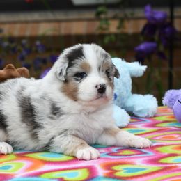 Australian Shepherd Puppies from Star Australian Shepherds