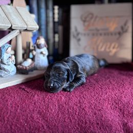 Gabby - Brindle female Dachshund puppy in Mc Alester, Oklahoma from A Anchor Farm