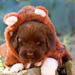 Griffin - Brown male Newfoundland puppy in Madison, Wisconsin from Riddle Family Newfoundland