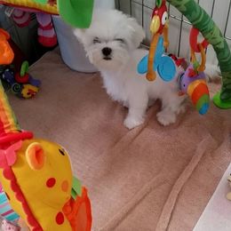 Maltese Puppies from Avante Maltese