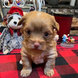 Adonis - Tan and white male Yorkshire Terrier puppy in Crossville, Tennessee from Lil Britches Yorkies