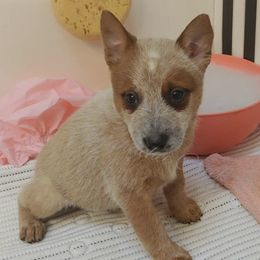Australian Cattle Dog and Boxer Puppies from Wahachee Creek Kennel