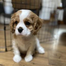 Sam - Blenheim male Cavalier King Charles Spaniel puppy in Anderson, California from Norcal Cavaliers of Northern California