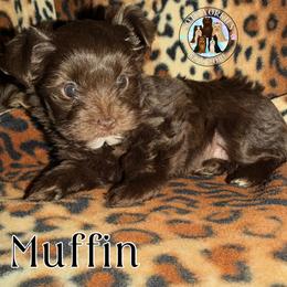 Muffin - Liver female Yorkshire Terrier puppy in London, Kentucky from Soto Yorkies