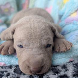 Silver boy 4 - Silver gray male Weimaraner puppy in Rancho Cucamonga, California from Freehart's Weimaraners