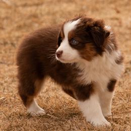 Miniature American Shepherd and Miniature Australian Shepherd Puppies from Bellewynd Acres