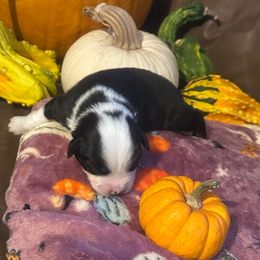 Jinu - Black tri male Miniature Australian Shepherd puppy in Interlachen, Florida from Lucky Bones Miniature Australian Shepherds