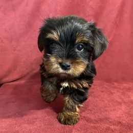 Girl 3 - Black and gold female Yorkshire Terrier puppy in Marion, Indiana from Thomas Terriers