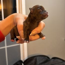 Chocolate girl - Chocolate female Chihuahua puppy in Smithville, Ohio from Efaw’s Chihuahuas