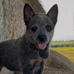 Jean - Blue female Australian Cattle Dog puppy in Devalls Bluff, Arkansas from Coolhand's Australian Cattle Dogs