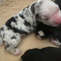 Girl 2 - Blue merle female Miniature Australian Shepherd puppy in Ronan, Montana from Dirt Road Aussie’s of Montana