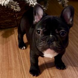 Charlie - Brindle male French Bulldog puppy in Wetumpka, Alabama from River Region Bullies