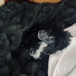 Show prospect puff boy - Black and white male Chinese Crested puppy in Salt Lake City, Utah from Naked & Famous