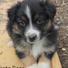 Toast - Black tri-color male Australian Shepherd puppy in Burbank, South Dakota from Dakota Rose Aussies