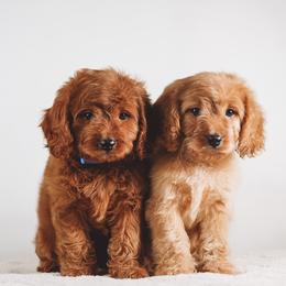 Cavapoo puppies from Boise Doodle Co.