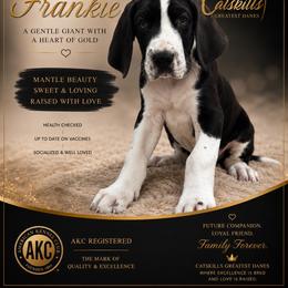 Frankie - Mantle male Great Dane puppy in Liberty, New York from Catskills Greatest Danes