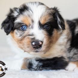Jack - Blue merle male Miniature American Shepherd puppy in Tonopah, Arizona from King's Miniature American Shepherds