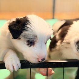 Casper (the friendly ghost) - White and blue merle male Border Collie puppy in Lebanon, Oregon from Cahill’s Canines