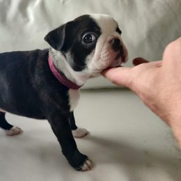 Boston Terrier Puppies from Little Daemons Boston Terriers