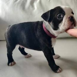 Boston Terrier Puppies from Little Daemons Boston Terriers