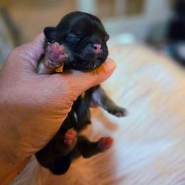 Hyacinth (yellow) - Sable female Shih Tzu puppy in Richmond, Texas from Aleka Shih Tzu