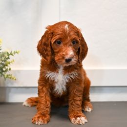 Aussiedoodle, Bernedoodle, Goldendoodle, and Irish Doodle Puppies from Sun Valley Goldendoodles